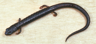 Thorius longicaudus, one of three newly described species.